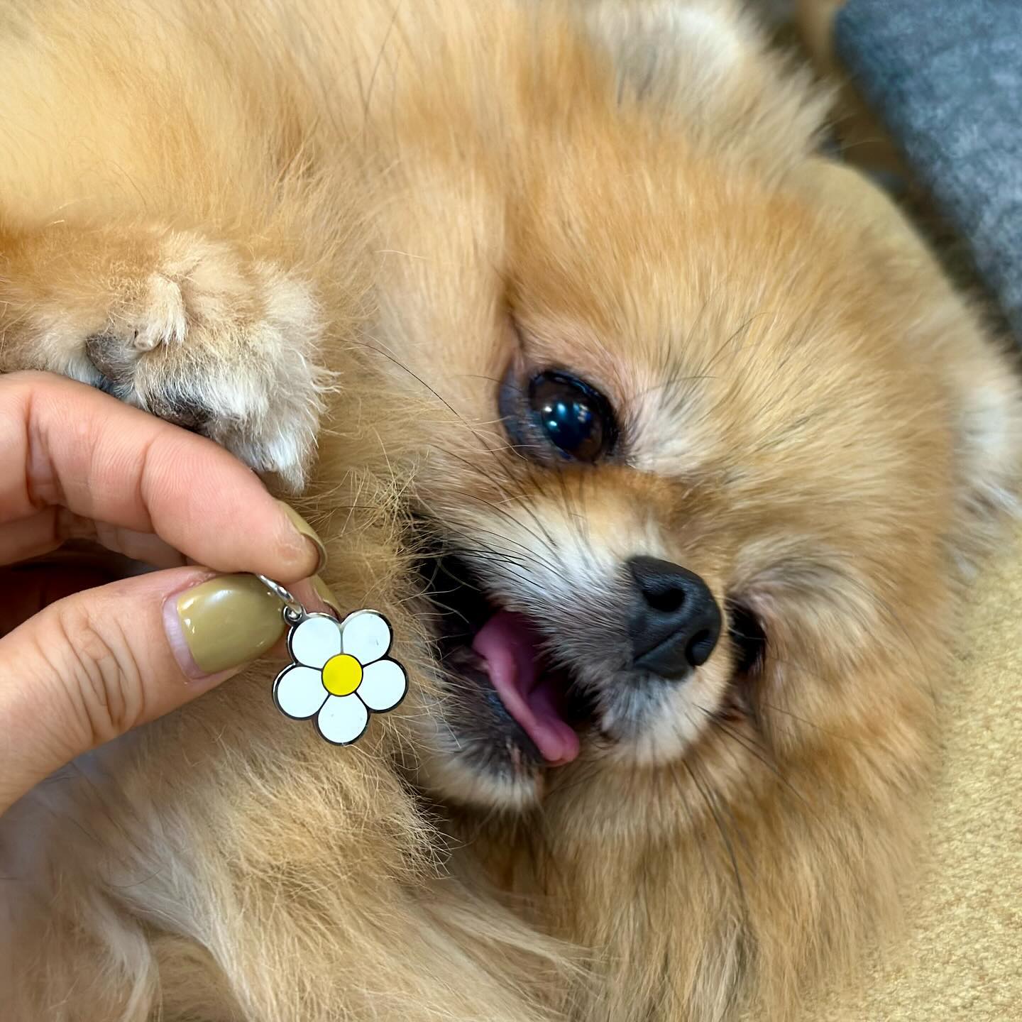 브롱이에게 데이지 가 어울린다는걸 알았다^^
#강아지인식표 #강아지이름표 #강아지가벼운인식표 #마이펫페어 #화성번식장구조견 #화성번식장 #카라_레고 #레고는브롱이 #카라더봄센터