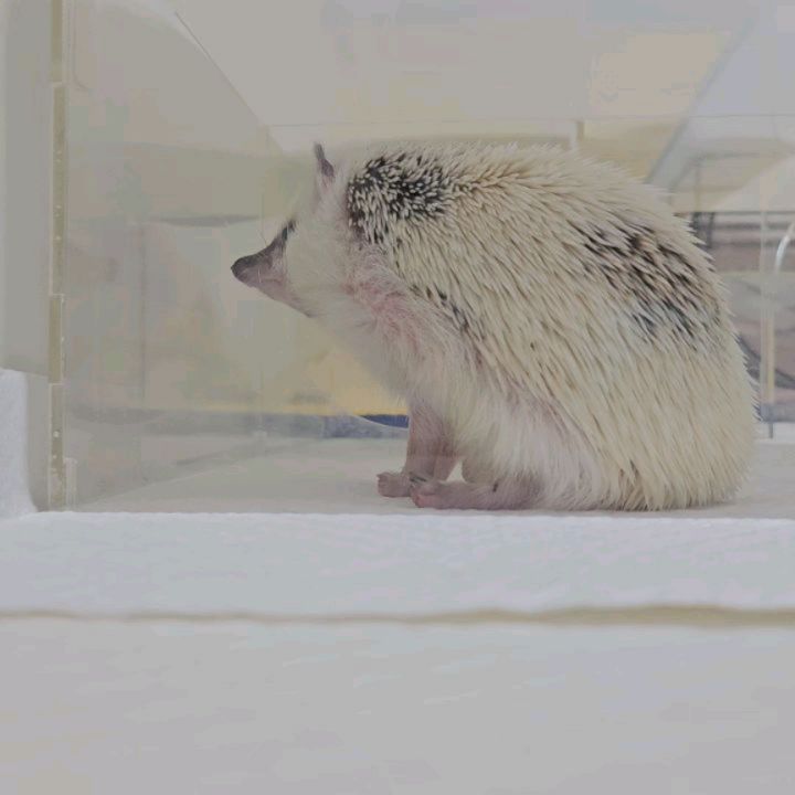 루쏘🦔ʳᵒᵘ ˢˢᵉᵃᵘ 
쪼꼬미
•
•
•
•
#응꿍뿌쏘 #PetsofInstagram #Hedgehogs #HedgehogLovers #hedgies #pet #hedgie #hedgehogs #erizo
#반려동물 #집사 #고슴도치 #고슴도치그램 #똥싸는선인장 #hedgehog #ハリネズミ #ペット #hérisson #amazonpets #hedgehogcommunity #instagram #daily #follow4followback #좋아요 #팔로우 #likelike #fff #instagood #instadaily #amazonpets