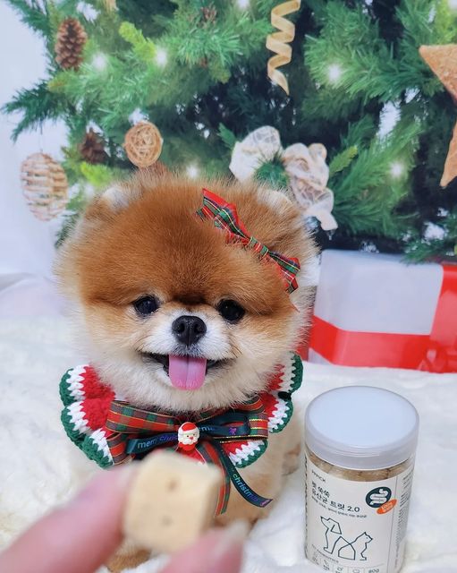 포메라니안 모찌깜찌 on Instagram: "#협찬 @pppick_official

틴구들 메리댕스마스 🎄🎅🎄

다들 크리스마스 선물 많이 받았오?🎁

이번에 깜찌는 #피피픽 에서 유산균🥛
선물을 받게 되었어 ☺️💛 

🫗

찌찌브라더스가 몇일동안 먹어봤눈데
좋은점이 있어서 말해주고 싶어 ❛ ᗜ❛ ฅ

자~ 변비 있고 💩 냄새 심한 멈머 발 들어바🐾

🏡 우리는 엄마랑 긴 일자형 오피스텔에서
살고 있는데, 침대랑 화장실은 정 반대에
위치한 구조에 위치해 있지.

평소에 우리가 💩 만 싸면 우럼마가 침대에
있다가도 어케 알았는지 "아 냄새!!!" 이러면서
창문 열고 달려온다. 🥲

근데 요 몇일 요거 먹고는 💩 싸면 우리가
치우라고 오히려 불러야 어기적 달려오더라구 !

냄새가 많이 안난다구 칭찬해 줬어. (*ᴗ͈ˬᴗ͈)ꕤ*.ﾟ

너무 신기하지??? 

🥬🥬🥬
김치 유산균이 장에 부착해서 효과가
더욱 빨리 나타나는 거라구 우럼마가 그래쪄😖

요거 생긴거는 트릿처럼 생겼는데
냄새는 북어포 냄새 나 🦪🍤🦪

딱딱하지 않고 잘 으깨져서
이빨 허접이인 깜찌도 완전 잘먹어☺️

어린 댕댕이도, 형님들도 먹는데 전혀
문제 없을고 같아!🦷🦷🦷

우럼마는 손가락 두개로 1초만에 으깨더라ㅋ
(냄새 맡고 북어포 땡긴다고 맥주 깐건 비밀...)

🎄🎁🎄

그리구 내일까지 피피픽에서
전제품 12% ~ 25% 할인 쿠폰 증정 이벤트 한대!!!

피피픽 고민 하고 있었다면,
크리스마스 선물로 엄마한테 사달라고 하댜!!!!

.
.
.

#피피픽 #피피픽유산균 #펫쑥쑥유산균 #강아지유산균 #강아지간식 #동결건조트릿 #동결건조유산균 #강아지프로바이오틱스 #강아지먹방 #간식먹방"