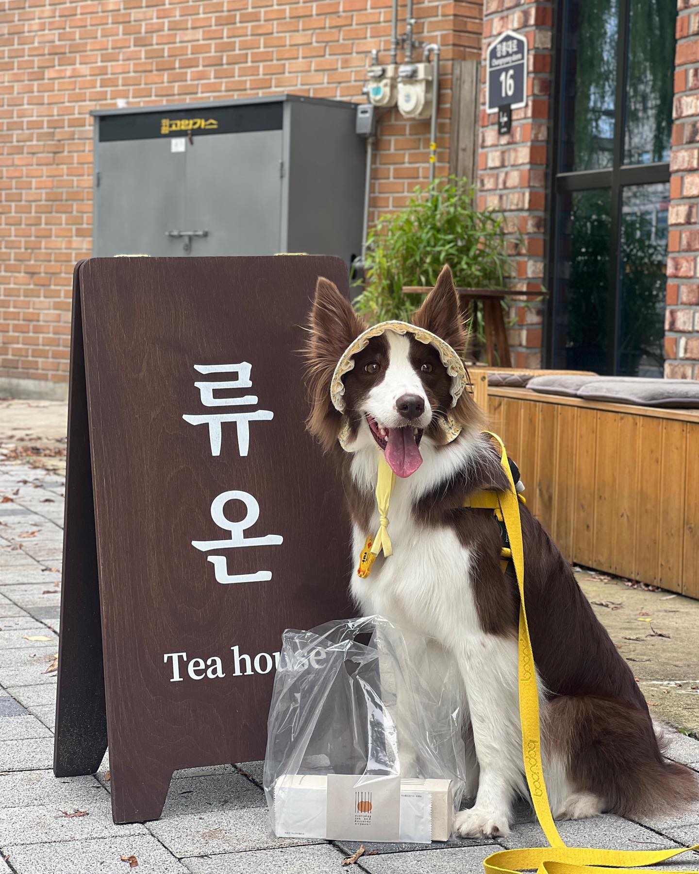 루시와 나의 최애카페 🧡