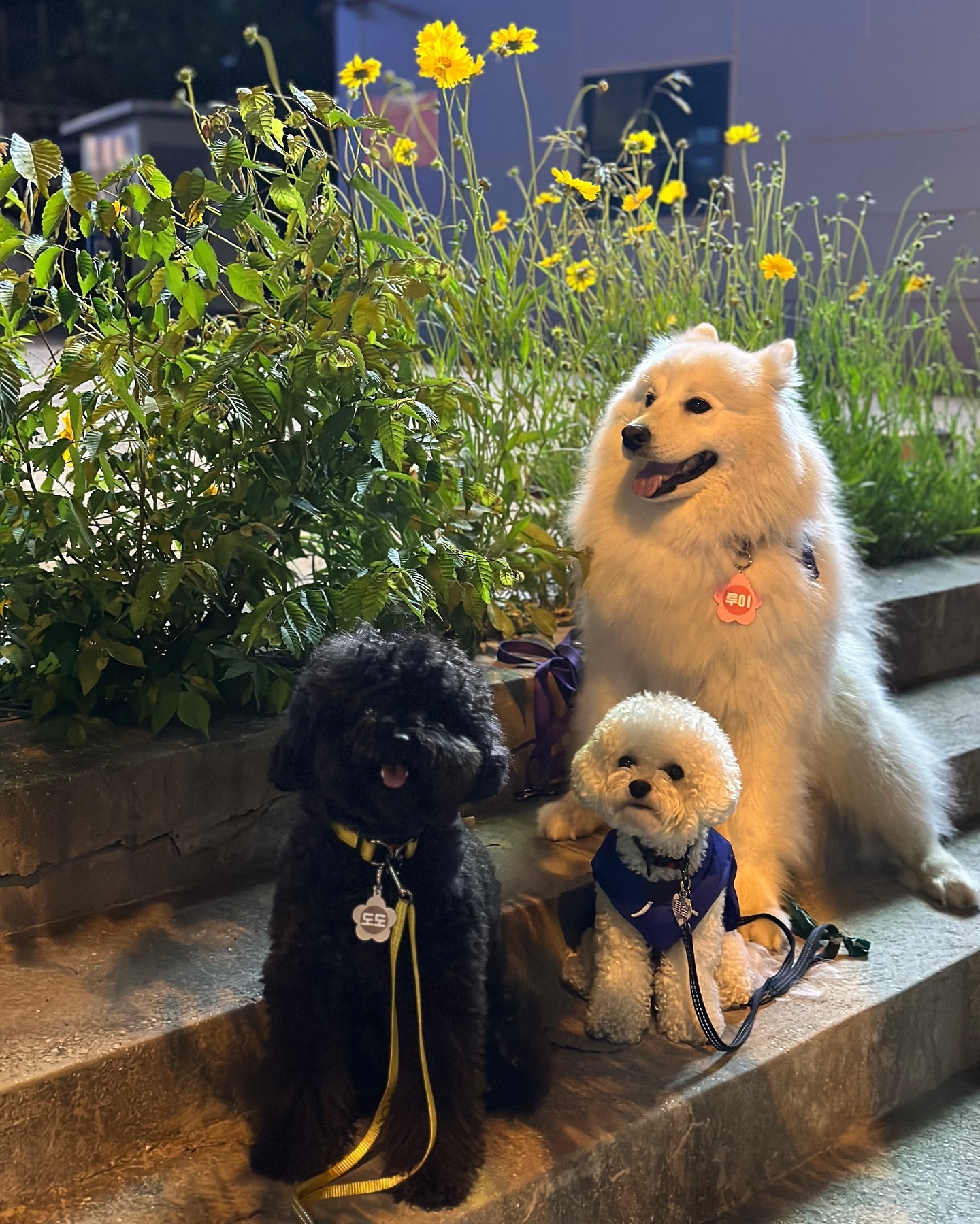 #김가네루이🐶 #사모예드루이 #20240508
율솜이 만난 날!!
도도랑 율솜이랑 율하산책👍🏻
쪼코미들이랑 있으니까 루이 넘 커보여ㅋㅋㅋㅋㅋㅋㅋ
또 보자 칭구들