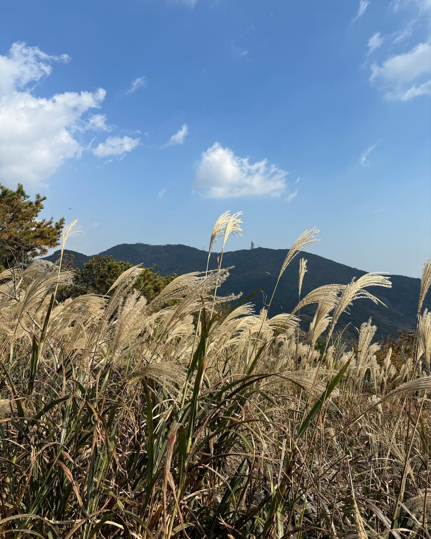 두번째 맞이한 승학산 정상 등반!!!
갈대밭도 이뿌고, 참 아름다운 산!!!
두번가도 경치가 아주 그냥 멋짐!!!
#승학산정상 #승학산억새 #승학산둘레길 #승학산정복✌️ #승학산등산⛰️ #부부동반 #부부일상 
#신랑님과함께 #갈대밭🌾 #가을억새명소 #날씨좋다☀️ #등산하기좋은날 #등산스타그램 #등산그램 
#승학산억새노을전망대 #승학산 #기을산행
