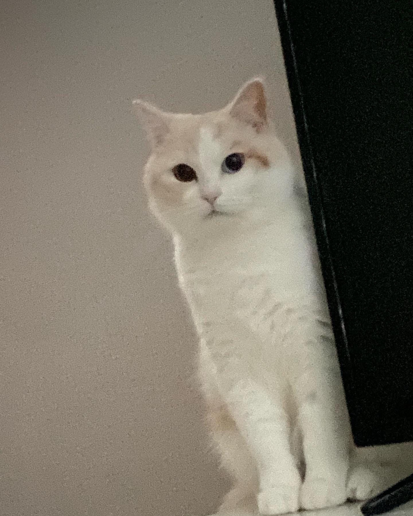 빼꼼👀