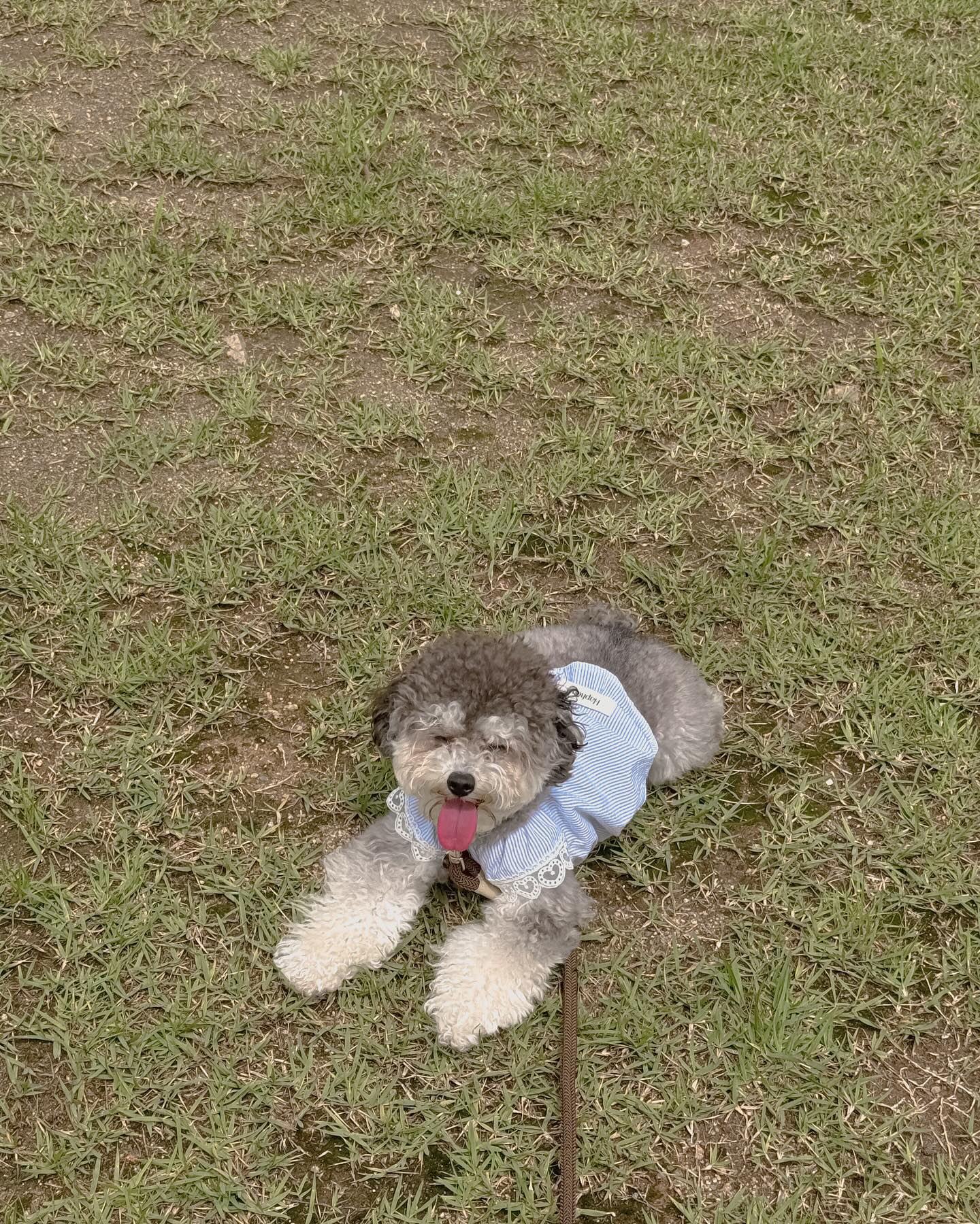 금쪽이 모리 모닝산책 완료🤍✨
칭구들 주말 잘보내 🥰🌿
⠀
🏷️ 모리옷 haphea.shop