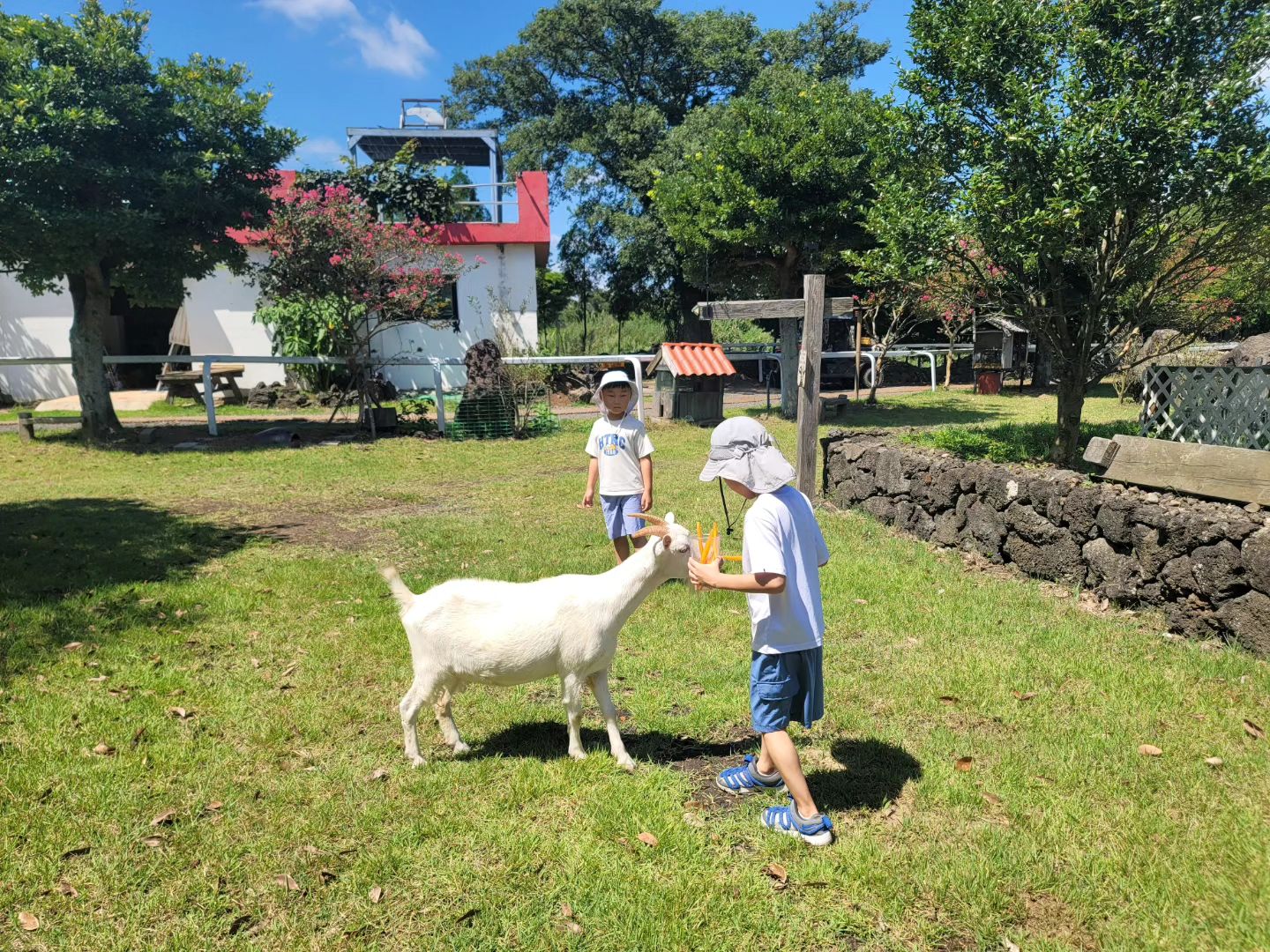 #제주동물체험

제주동물체험 할수있는 마원목장이에요. 

유산양, 말, 토끼 등의 동물들이 너무나 자유롭게 다니는 곳이에요. 자유로운 동물과 교감하면서 회복과 치유를 경험할 수 있는 동물치유목장 이기도 해요.

아이들이 자연을 뛰어놀면서 동물과도 함께 하니 너무 좋죠!!!

거기다 눈꽃빙수 만들기 체험까지.

아이들과 함께 좋은 에너지 받으며 제주 아이와 가볼만한 곳으로 추천합니다.😁

#제주마원목장
#제주목장
#마원목장
#제주어린이체험
#제주아이와가볼만한곳