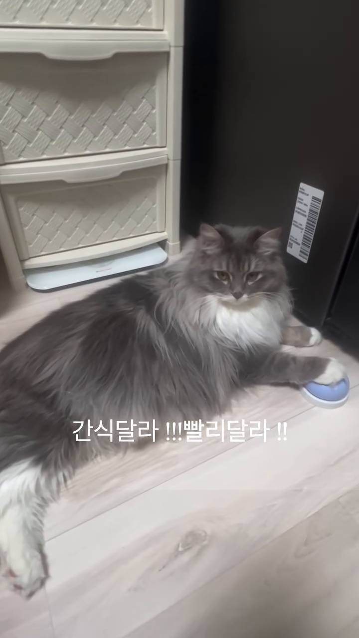 모모언니네 여행 1박2일 다녀오니 
모모가 그동안 못먹은 간식 달라고 
옆에서 계속 종치는 !!!🔔
아니 언니오빠 밥좀 먹고 !!기다려달라고 !!
진짜 냥냥 소리 듣기 힘든 아이인데 ㅋㅋ 
마음이 급해요 !!
듬뿍 먹쟈 ~~!!
양 듬뿍 츄르 한가득 먹고 
푹자자꾸나 ~~!!
혼자 집지키느라 고생해떠 ~!!