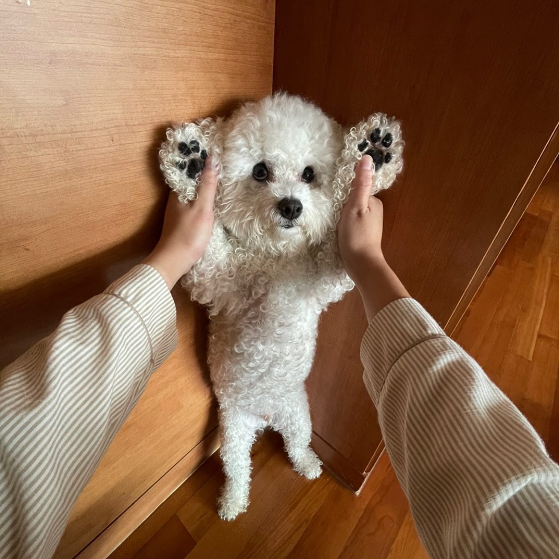 🐾❤️귀여워서 바로 박제 ! 땅 땅 땽 ! 🔨