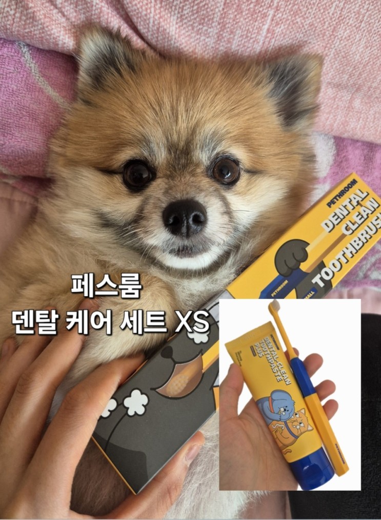 [강아지칫솔추천]페스룸 덴탈 케어 세트 XS(칫솔XS+클린치약)로 강아지 이빨 관리