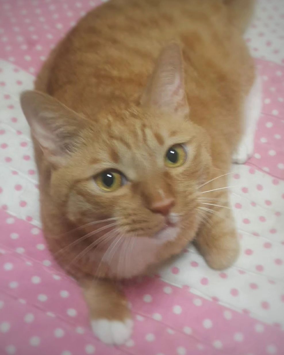 #cat 
#cats 
#catsofinstagram 
#catstagram 
#catlover 
#catlife 
#instagram 
#catlovers 
#kitten 
#instacat 
#kitty 
#pet 
#cute 
#meow
#catoftheday 
#pets 
#kittens 
#animals 
#catlove 
#animal 
#cutecat 
#petsofinstagram #kittensofinstagram