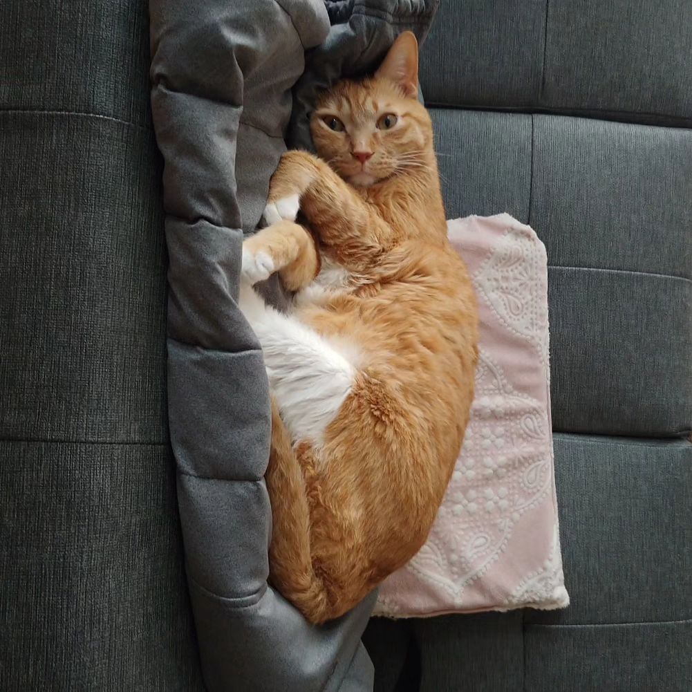 - 90°

#cat 
#cats 
#catsofinstagram 
#catstagram 
#catlover 
#catlife 
#instagram 
#catlovers 
#kitten 
#instacat 
#kitty 
#pet 
#cute 
#meow
#catoftheday 
#pets 
#kittens 
#animals 
#catlove 
#animal 
#cutecat 
#petsofinstagram #kittensofinstagram