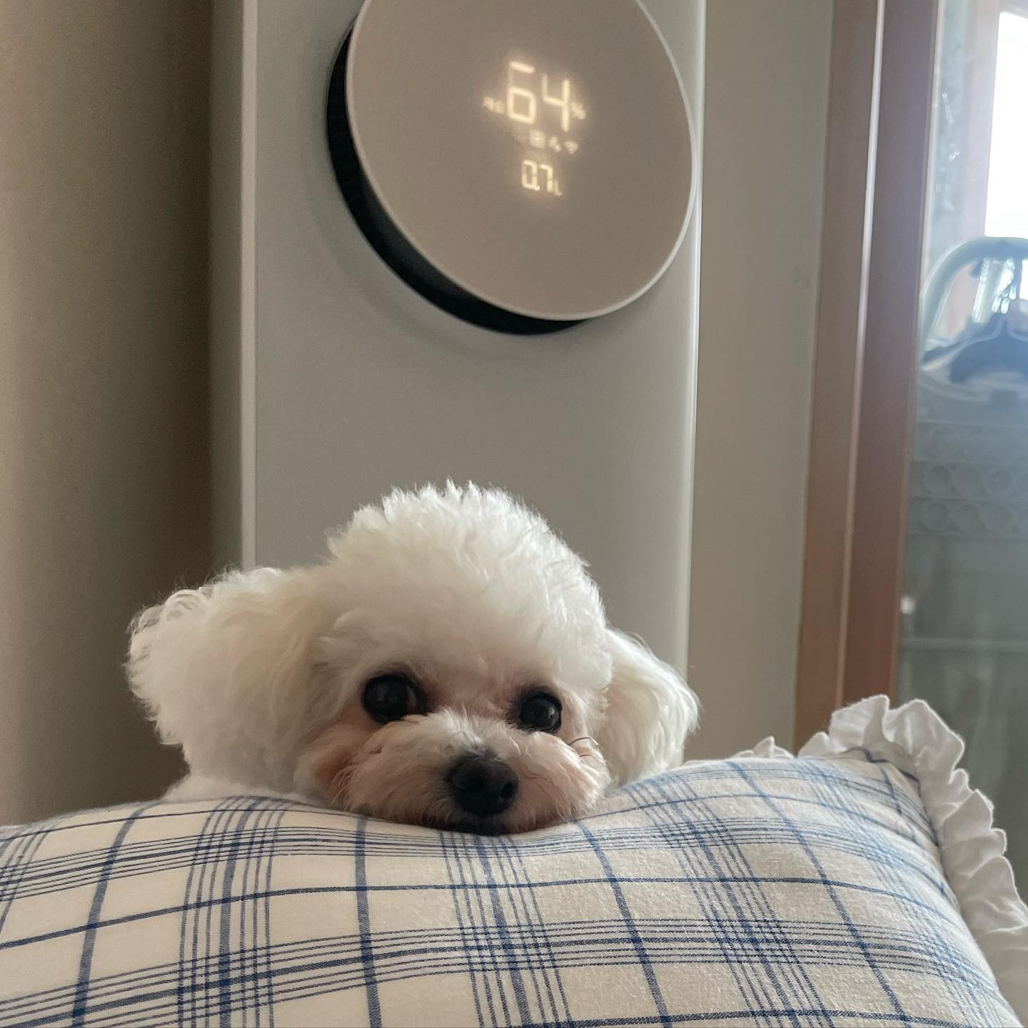 요로코롬 엄마를 이뿌게 쳐다보면
엄마가 간식을 안줄수가 없네 🥰