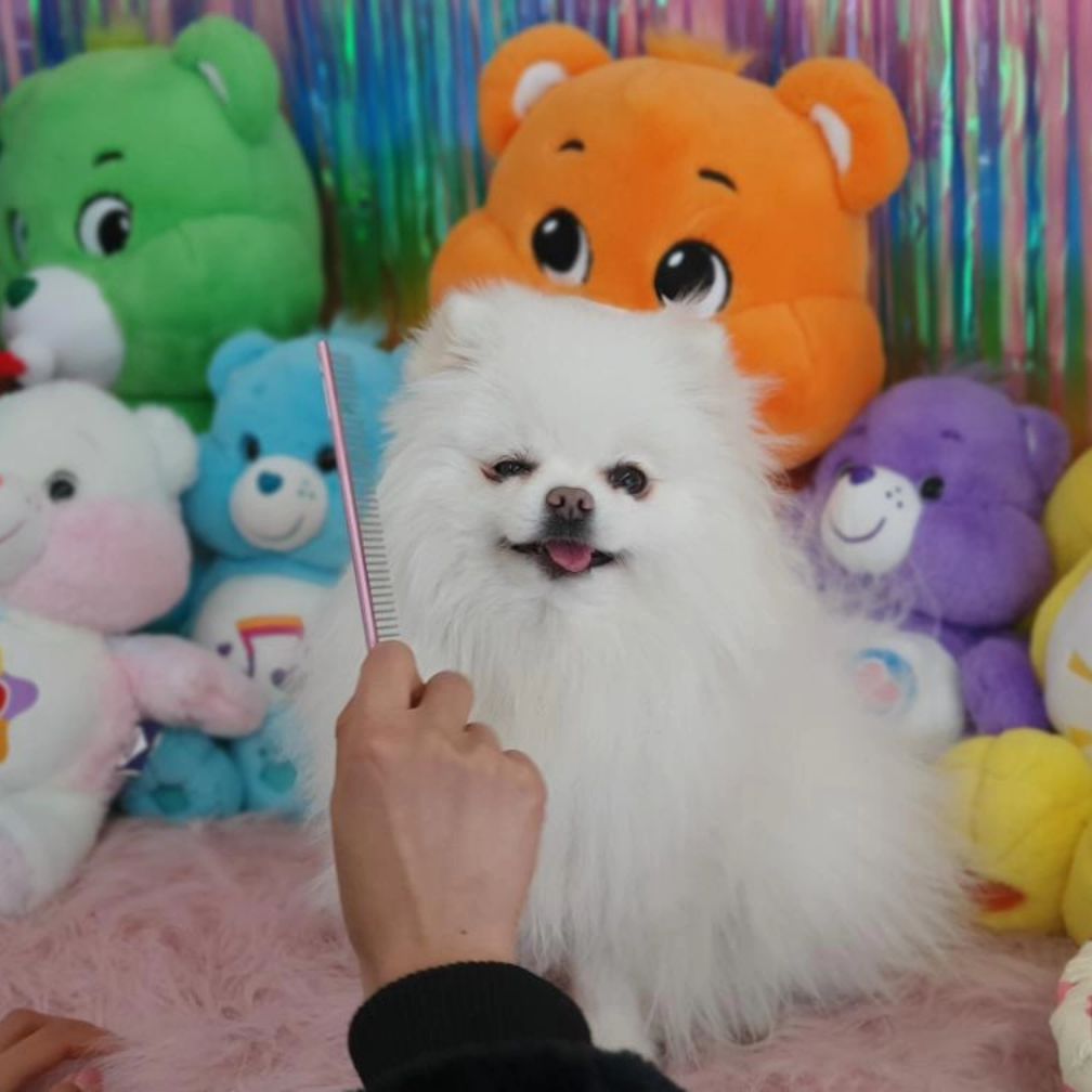 강아지 빗질은 필수야 🤍