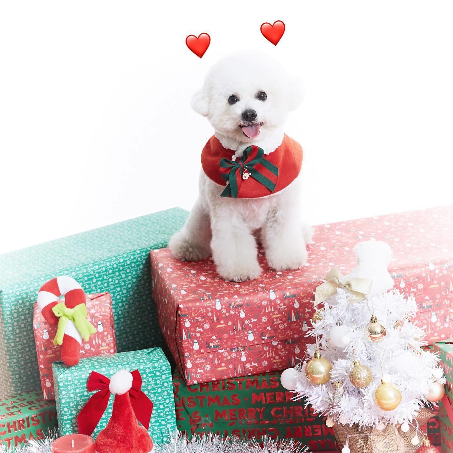 #협찬 📍연남동 므므스튜디오

연남동에 위치한 반려견 전문 스튜디오인 므므스튜디오‼️🐶
반려견 전문이라 반려견 화보 찍기 너무 편하고 좋더라고요😆 울집 댕댕이 화보 찍고 호강하는 날! 모델 도전 가쥬아~🥹
작가님이 강아지 시선도 잘 끌어주고 도와주셔서 강아지 스트레스 받지 않게 빠르게 촬영을 마칠 수 있었어요! 보정본에 몇백장의 원본까지 가져갈 수 있어서 넘 좋았어요😝
꾸밀 수 있는 소품과 악세사리, 옷들도 많이 준비되어 있으니 강아지 들처업고 므므스튜디오 당장 달려가세요😆❤️

#서울반려동물스튜디오 #서울강아지사진관 #펫화보 #연남동애견동반 #연남동애견사진 #애견화보 #반려견화보
#반려견 #반려동물 #강아지 #비숑 #비숑스타그램 #좋아요 #좋아요반사 #좋반 #좋테 #좋아요테러 #애견인소통 #선팔 #맞팔 #팔로우 #윤두부 #댕스타그램 #멍스타그램 #댕스타그램 #미니비숑 #강아지모델 #bichonfrise #리뷰노트 #야니야미