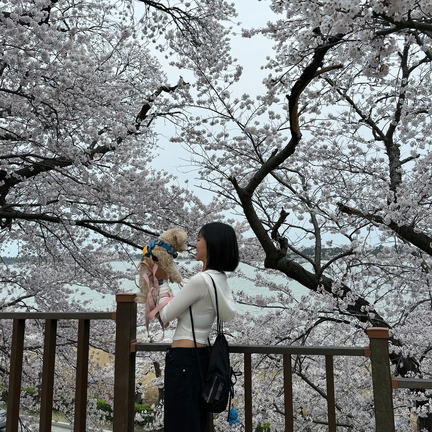 ㅤㅤㅤㅤ⠀
요즘 나의 절친이랑 강릉가서 꽃놀이