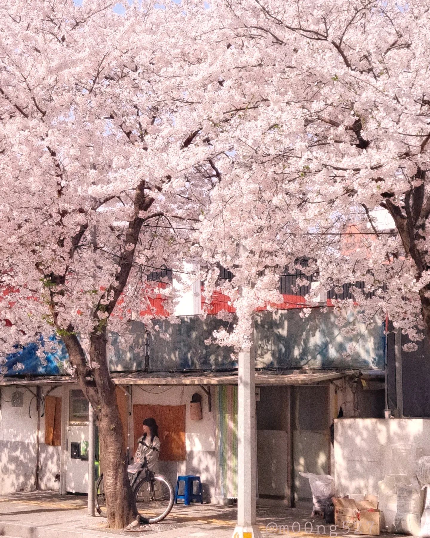 #뭉사진
-
🌸
-