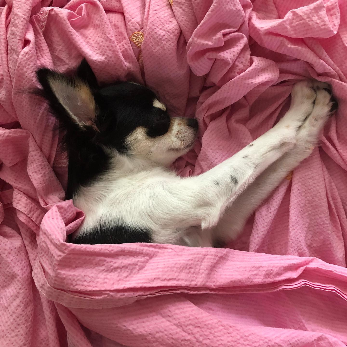 평화 그잡채...🐶💕