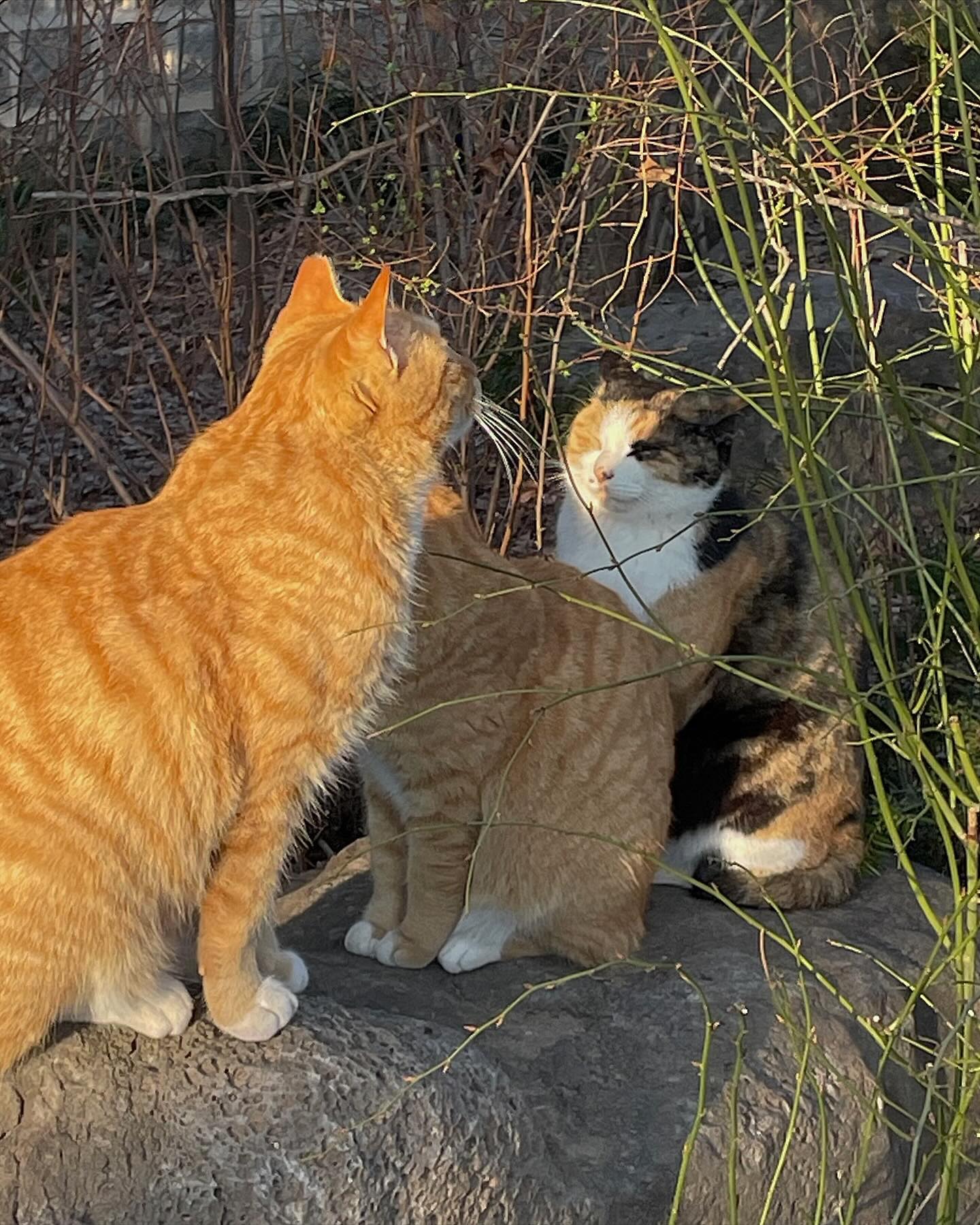 귀여움에 사랑도 추가한 주말 🐈🐈‍⬛