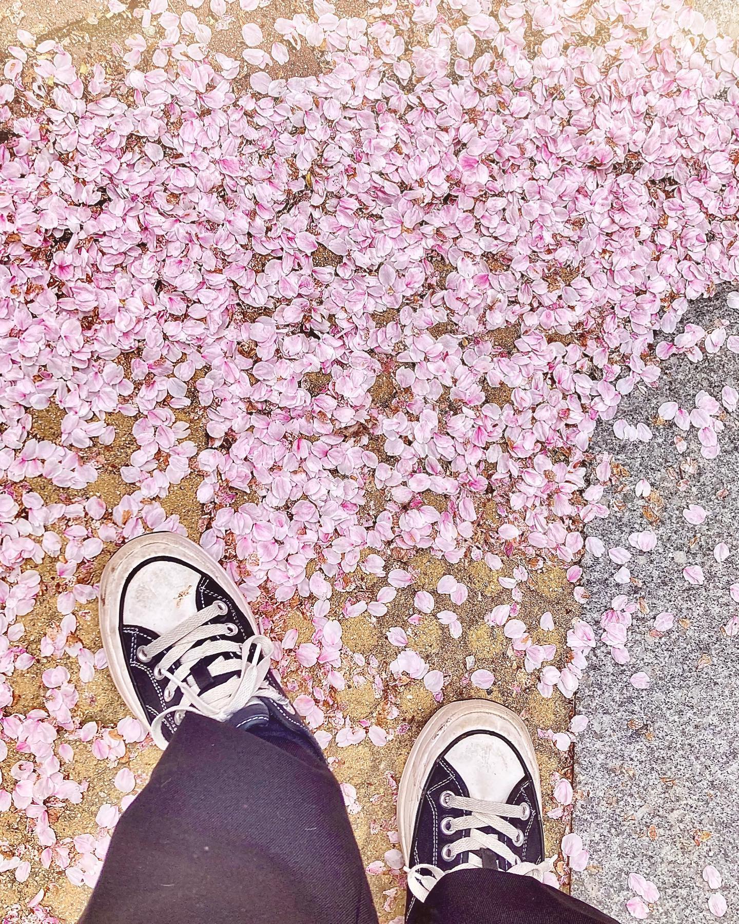 벚꽃엔딩 ~🌸👋

#벚꽃 #벚꽃명소 #벚꽃길 #벚꽃놀이 #벚꽃엔딩 #벚꽃구경 #벚꽃🌸 #벚꽃스냅 #광주벚꽃명소 #광주벚꽃 #벚꽃안녕🌸