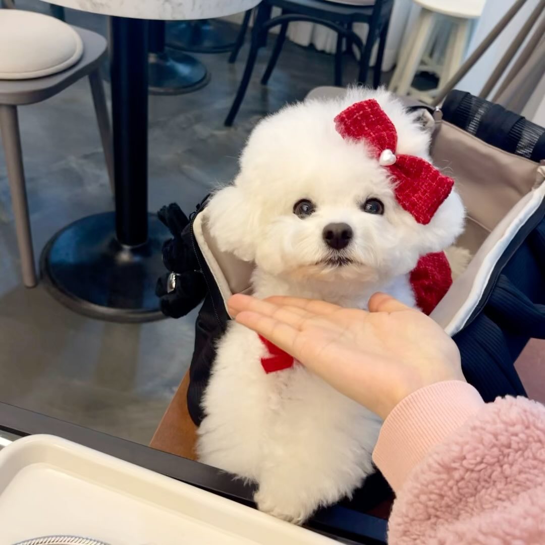 자꾸 시키기만 하구 안줘서 삐진 아가곰🤣🐻‍❄️❤️
코만 숨긴다고 숨은 게 아닌데 말이죠ㅋㅋ
사실 코도 눈만큼 커서 다 안가려지는데 말예요😛

-
아투스모멍트 블랙 오늘까지예요!!
❤️cokemill 🖤a_tous_moments