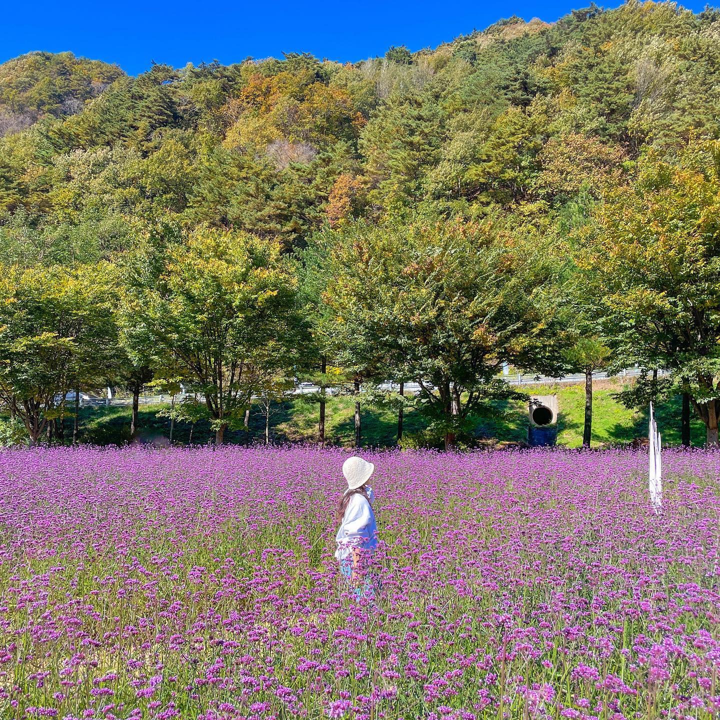 #일상

가을 꽃 구경 막차 타기 성공 💛

늦었지 않을까 싶어 큰 기대없이 갔는데
많은 꽃들이 지고 있었음에도 달달한 꽃 향기 가득 🤍

구석구석 다 너무 예뻤다 🩷

#인제가을꽃축제