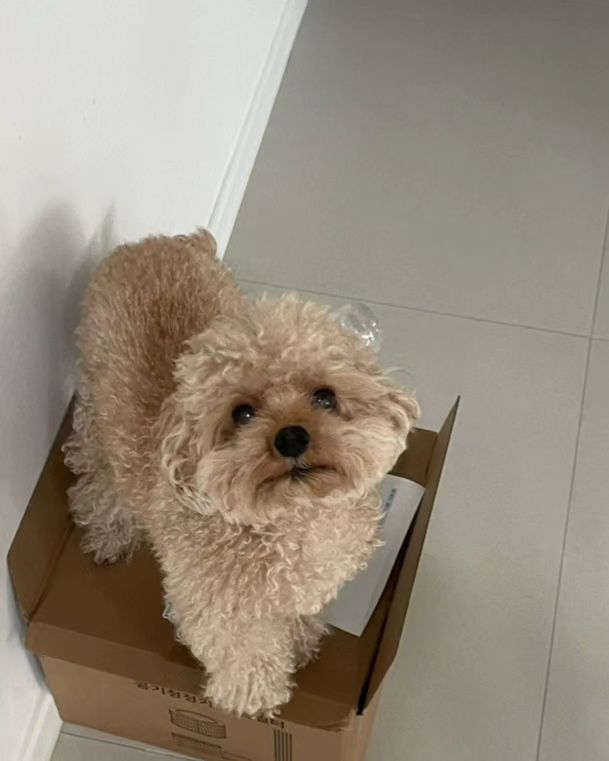 #댕댕그램
#털뭉치
#털찌니
#귀여움의극치
#🐶🐶🐶