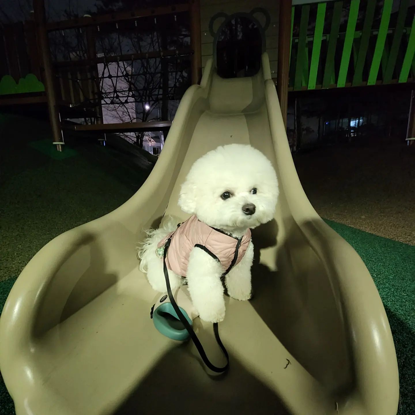 2023.12.2토
가족786일(2년~) 
<백미의 일기>
오늘도 심심 언니는 하루종일 어디에?
---------
미용하고 항상 놀란토끼같은 백미공쥬😂
.
#비숑#백미#반려동물동반#강아지동반#애견동반#애견동반카페#애견동반여행#강아지유치원#전문견사#제이독스#챔피언손녀#멍스타그램#강아지#puppy#bichon