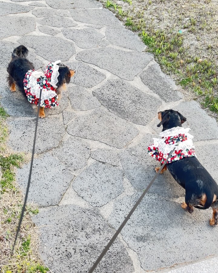 날이 좋아서 
좋은 날씨 만큼 기분 좋은 산책🐾🌹🌸
콩장이 궁딩이 털 미용했더니 유난히
폴랑폴랑🐾🌸🐾🌸
탱이는 살쪘는지 배가 땅에 닿을랑말랑🥴

#개콩장❤️ #똥뭉탱❤️ 
#닥스훈트 #닥스훈트옷 #닥스훈트맞춤옷 #Dachshundclothes #DachshundCustomsuit #dog #fashiondog #dogcouture #MadeByJjooby #jjooby_handmade