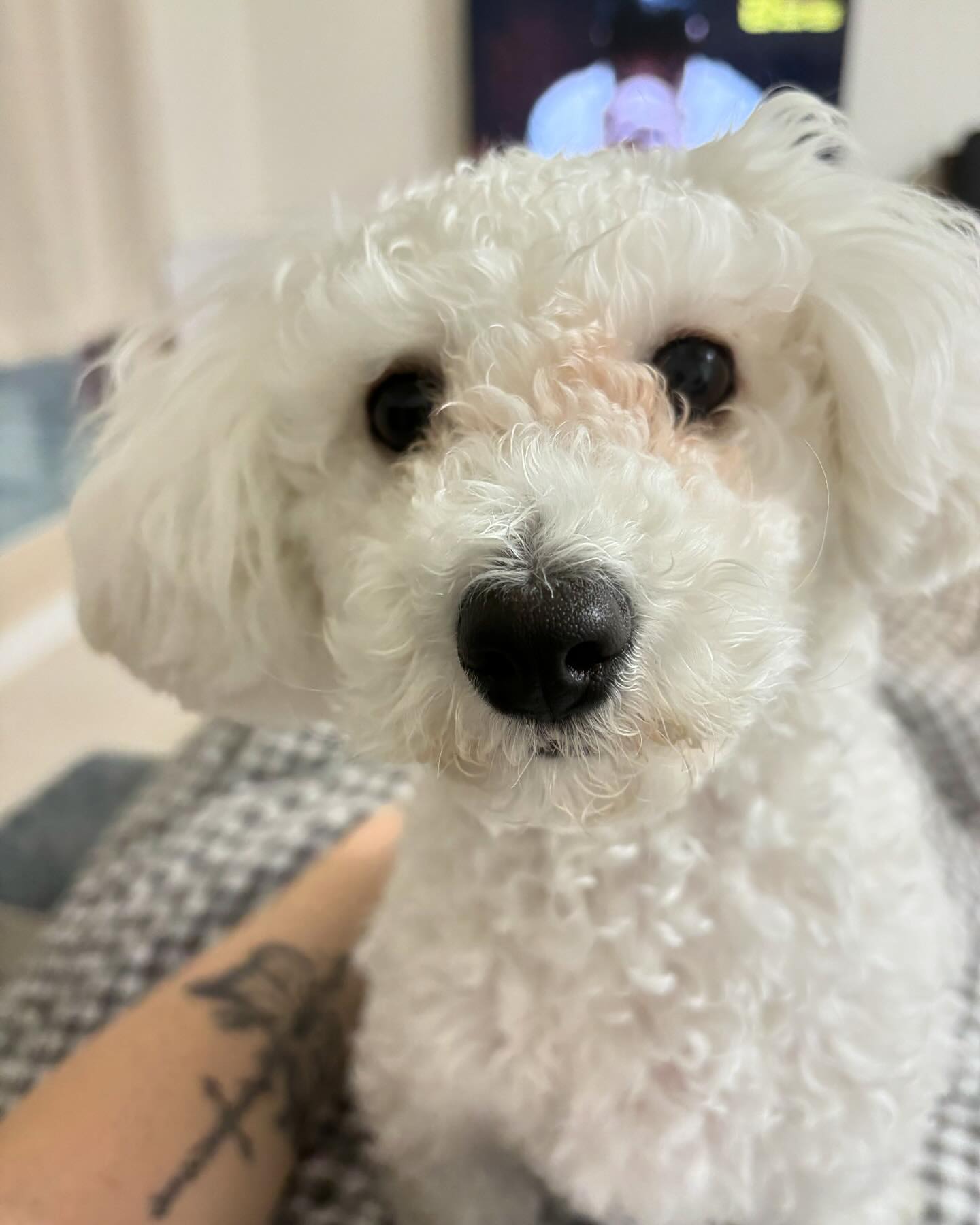안냥하세여 뽀숑이에여🐾🐾🐶
