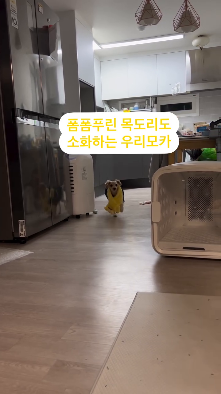 폼폼푸린 목도리를 한 모카🐶