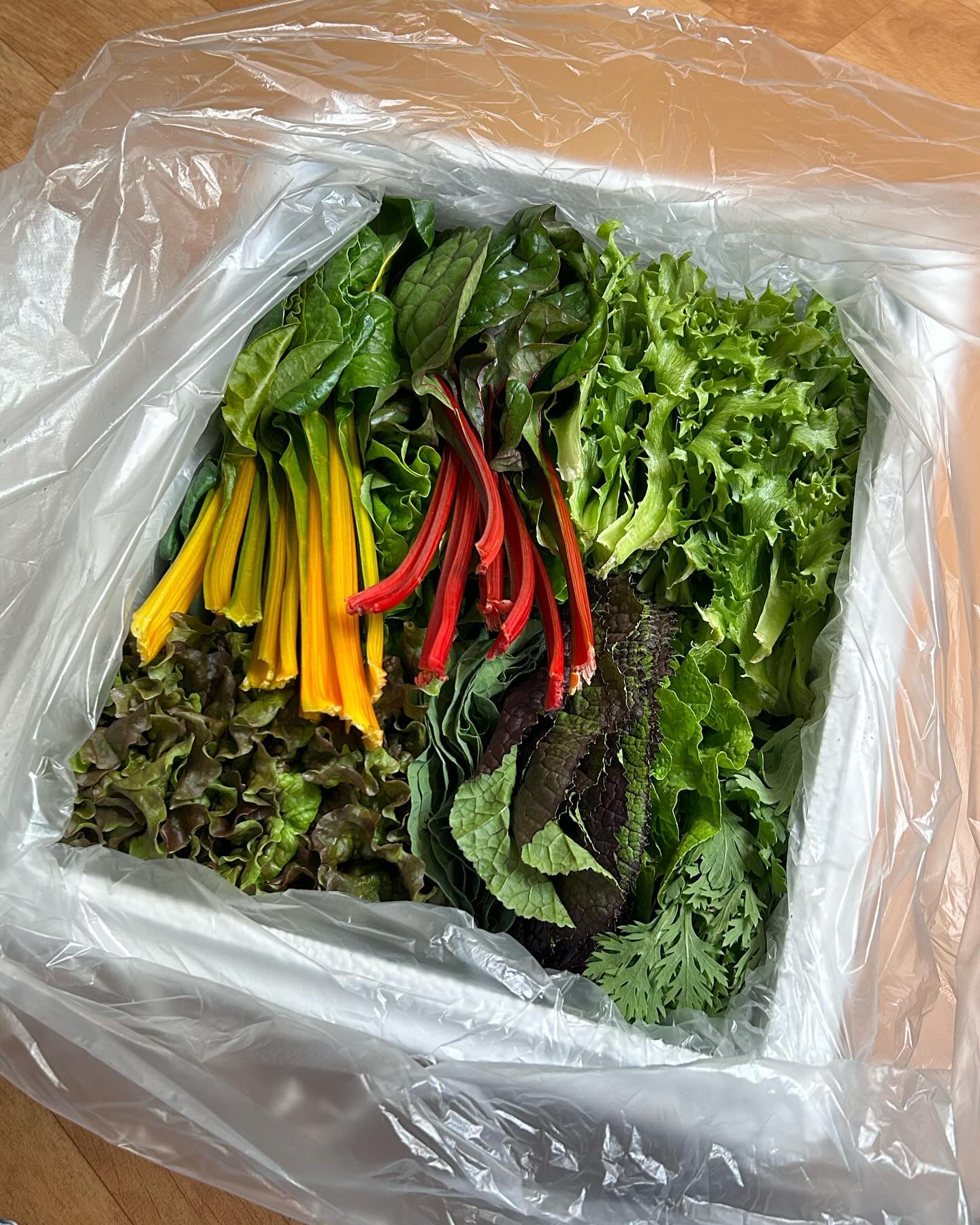 야채가 너모 싱싱해서 농장이 옆집인 줄 알았다.
야채가 찐탱 토실토실함;🌱🥬❤️✨
_
nong_bros 
yeo.rani