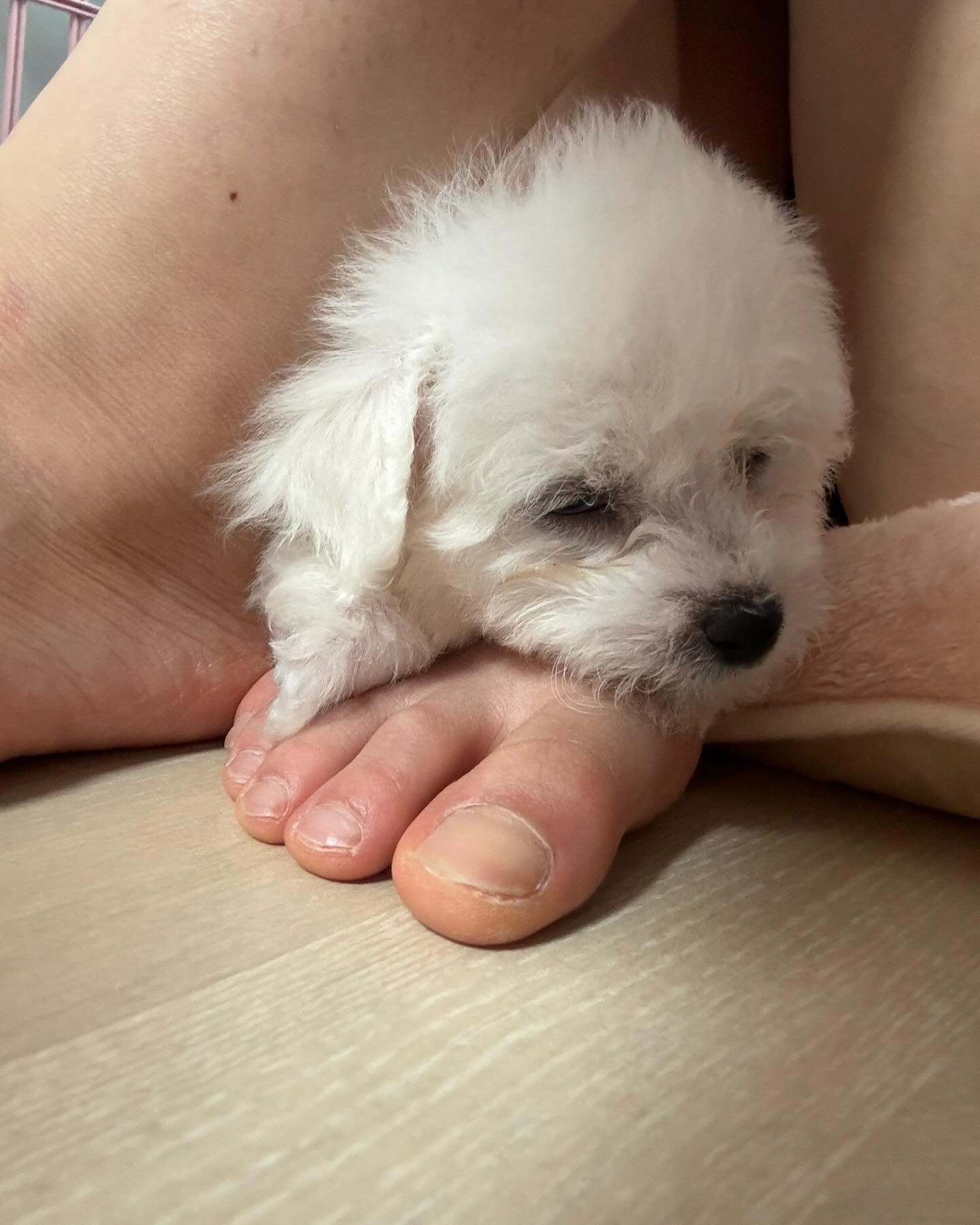 이설탕 어제부터 우리집에서 함께 지내기 시작했고
첨엔 엄마 발 위에서 잠들기도 하고 아빠 배 위에서 잠들기도 했는데 그러다가 혼자 쿠션위에서 잘 자더라?ㅎ
쪼끄만하고 왤케 귀여운지ㅎ

설탕이가 발레를 대신할수도 없고 설탕이만의 매력이 있으니까
발레랑의 추억으로 시간으로 설탕이도 같이 예쁘게 함께 했으면 좋겠당

발레 동생으로 잘 부탁해!
앞으로 잘 지내자 이설탕❤️

유튜브도 있어열 별걸 다 해봄ㅎ

#비숑 #강아지 #🐶 #견생일기 #견생두달차 #쪼꼬미 #개엄마 #개아빠 #쪼꼬만한게승깔있음 #누구닮았나