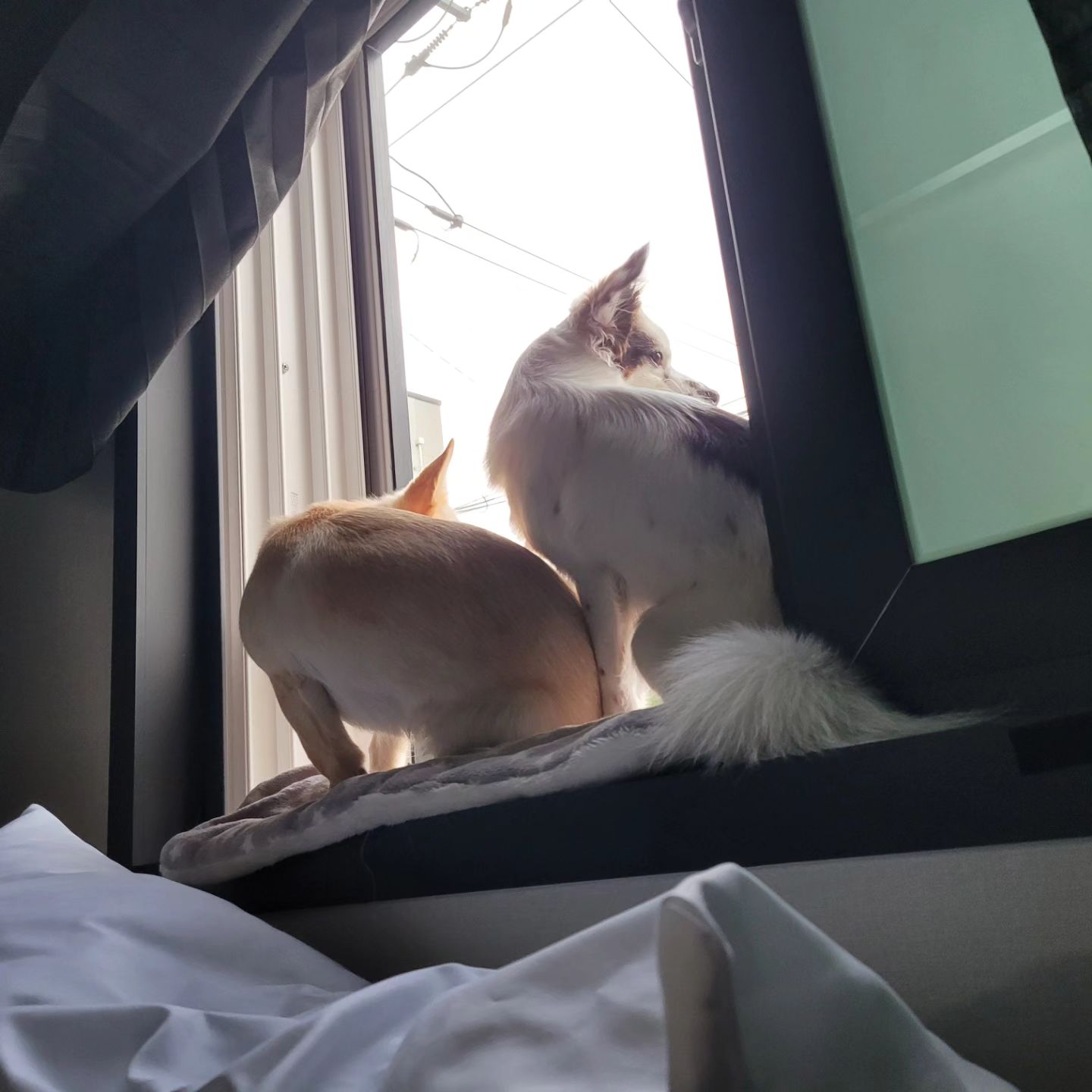 쪼꼬미들이 언제 저렇게 컸대🥹
창틀에 서로 앉으려고 난리ㅋㅋ
등치가 점점 커지는 그녀들..

그사이 나는 독감앓이..
#감기조심하세요

#생존신고 #면역력거지의삶이란 
#개린이하루🐶🧡 #뽀솜이자매🐶🐶 
#개린이둘🐶🐶