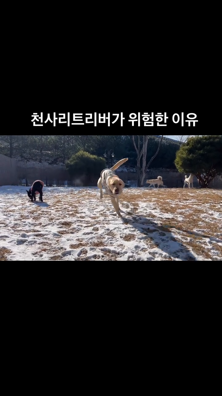 #왕대식이야기
사람을 미치도록 좋아하는 리트리버가 위험한이유는요
종일 함께 지낸 자기 영상찍는 휴만이 계속계속 좋아서
휴만을 저세상 보내려고해요.......... 하하하하하하

뒤로 넘어지는게 영상에는 안나오지만
제발이 출연해서 그상황을 대신 말해주네요

제가 매일 힘을내는 이유에요 ㅋㅋㅋㅋ

#리트리버#돌아이#그래도애는착해요
#누가리트리버를천사견이라했는가 
#임보처구해요#같이굴러주실휴만어디있나요
#임보처급구#임보해주세요