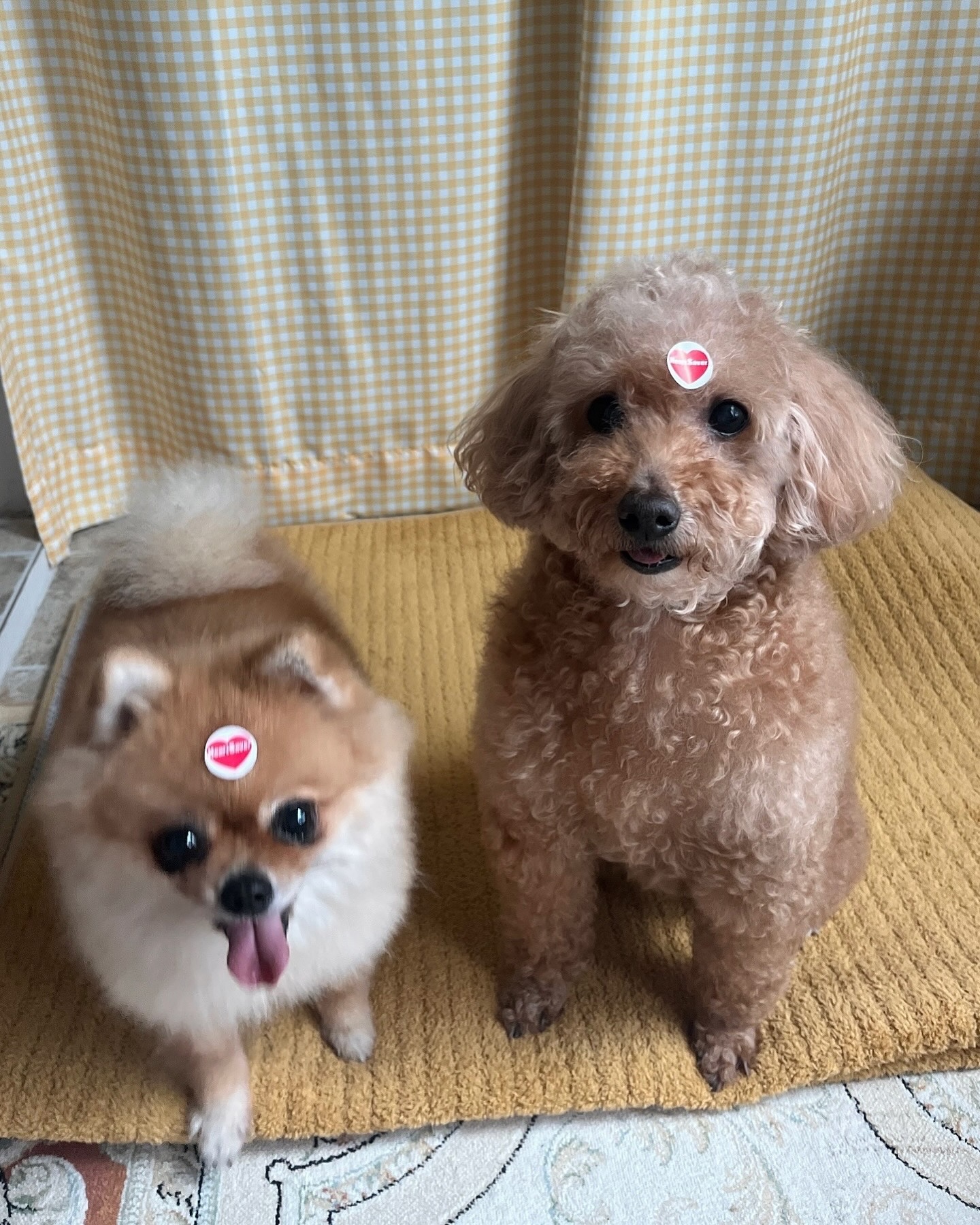 심장사상충약 2차 인증 🐶💮💓
댕댕이 친구들도 예방하기 ~~!!