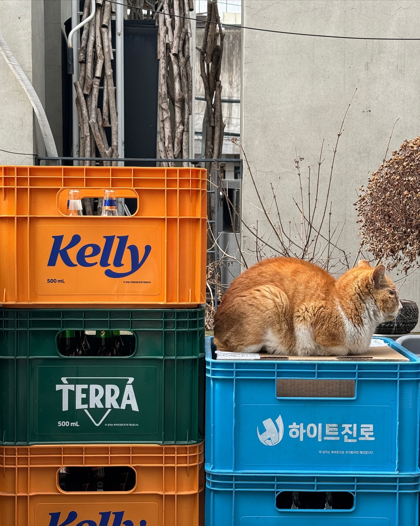 콘텐츠