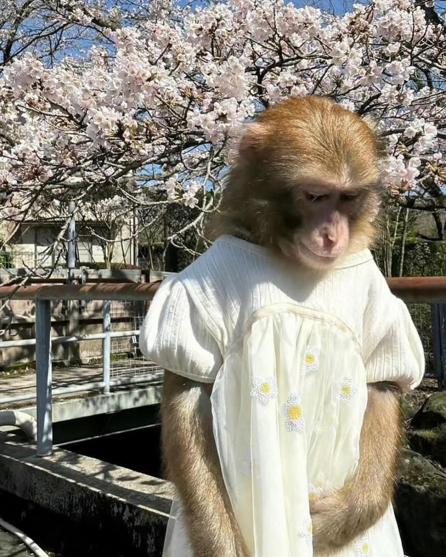 스물두 번째, 봄 🫧🌸🩷💬