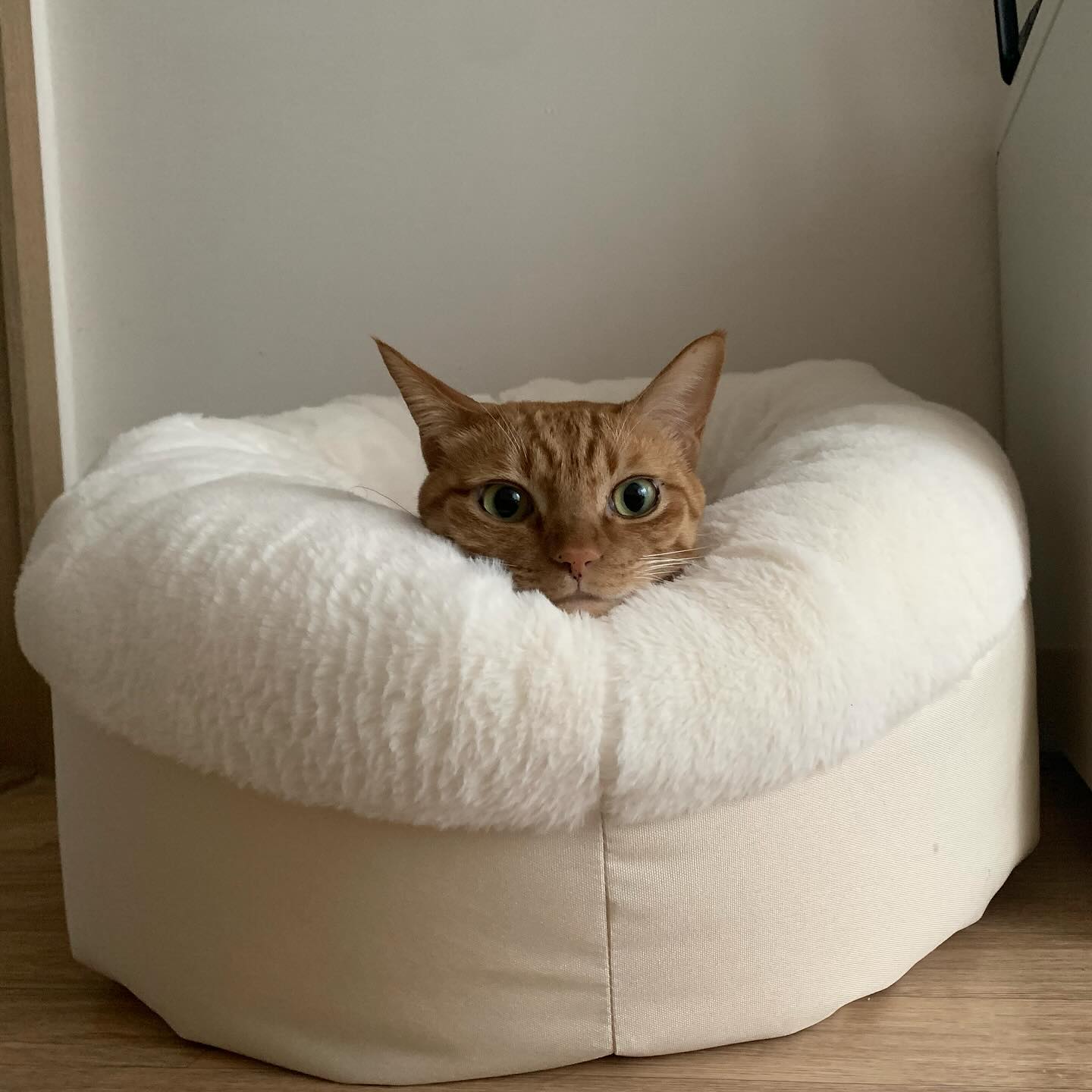 방석에 쏘옥 들어간 귀요미 공주님☺️🐾