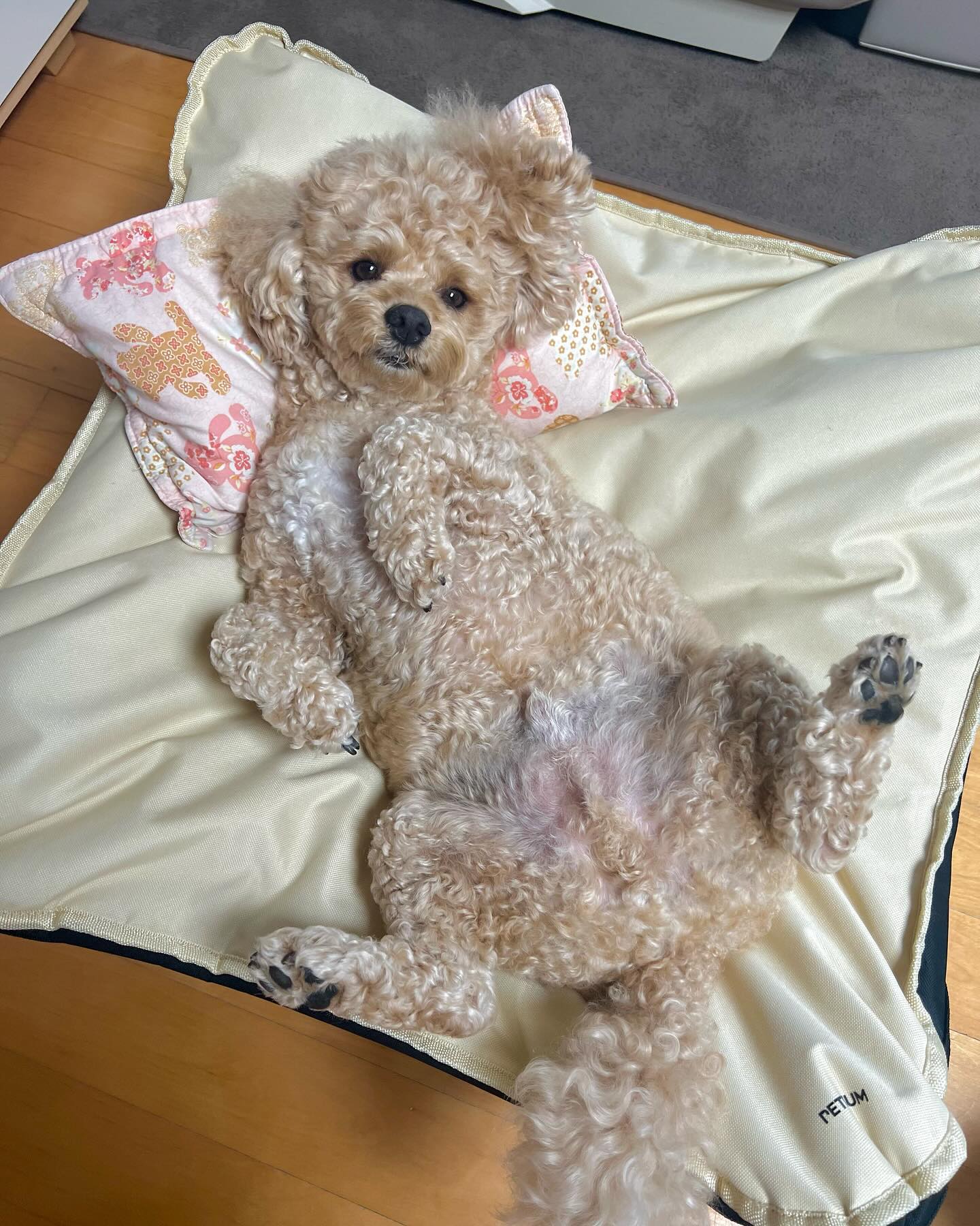 털찐이 보리 오늘 미용하러 갑니댱..🥹
에어컨 틀고 시원하니까 펫트리움 캠피체어 위에서 발라당 누워 힐링중..🩷

캠핑 갈때 쓰려고 산건데 집에서도 너무 잘 사용해줘서 너무 잘 산거같아😆

수많은 강쥐용 캠핑체어가 있었지만.. 보리가 펫트리움 제품을 많이 사용해서 믿고 바로 펫트리움으로 구매 했찌이!💙

숨겨진 펫트리움 러버💙💙

petrium_official 
petreview_ 

#펫트리움 #펫트리움후기 #펫트리움캠피체어