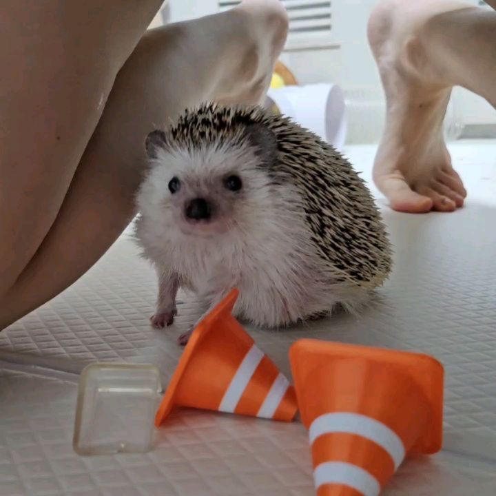 뿌까🦔ᵖᵖᵘ ᵏᵏᵃ
발라당 공주 배 뽑뽀😘
•
•
•
•
#응꿍뿌 #PetsofInstagram #Hedgehogs #HedgehogLovers #hedgies #pet #hedgie #hedgehogs #erizo
#반려동물 #집사 #고슴도치 #고슴도치그램 #똥싸는선인장 #hedgehog #ハリネズミ #ペット #hérisson #amazonpets #hedgehogcommunity #instagram #daily #follow4followback #좋아요 #팔로우 #likelike #fff #instagood #instadaily #amazonpets