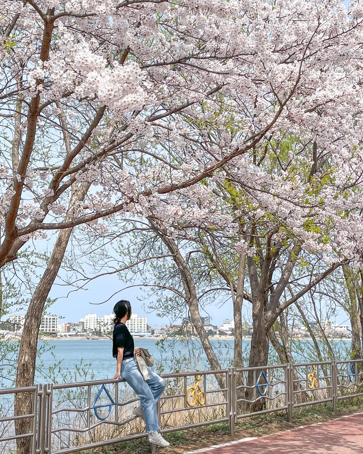 올해도 성공적인 벚꽃구경 🌸
아침부터 밤까지 너무 행벅한 하루네 🫶🏻

내가 제일 좋아하는 4월의 기록 🤍💛🩷