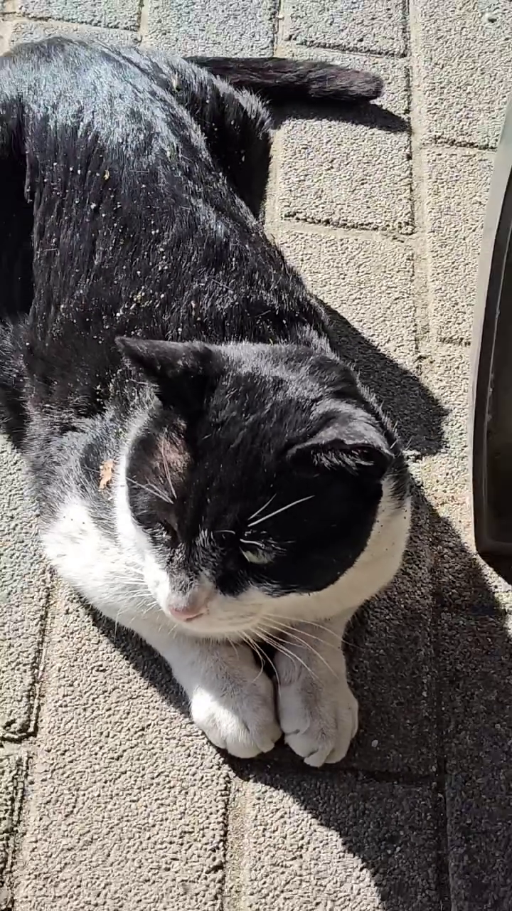 이러니더러니해도 전~~혀
신경안쓰는 길냥씨랑 🐈🐈‍⬛