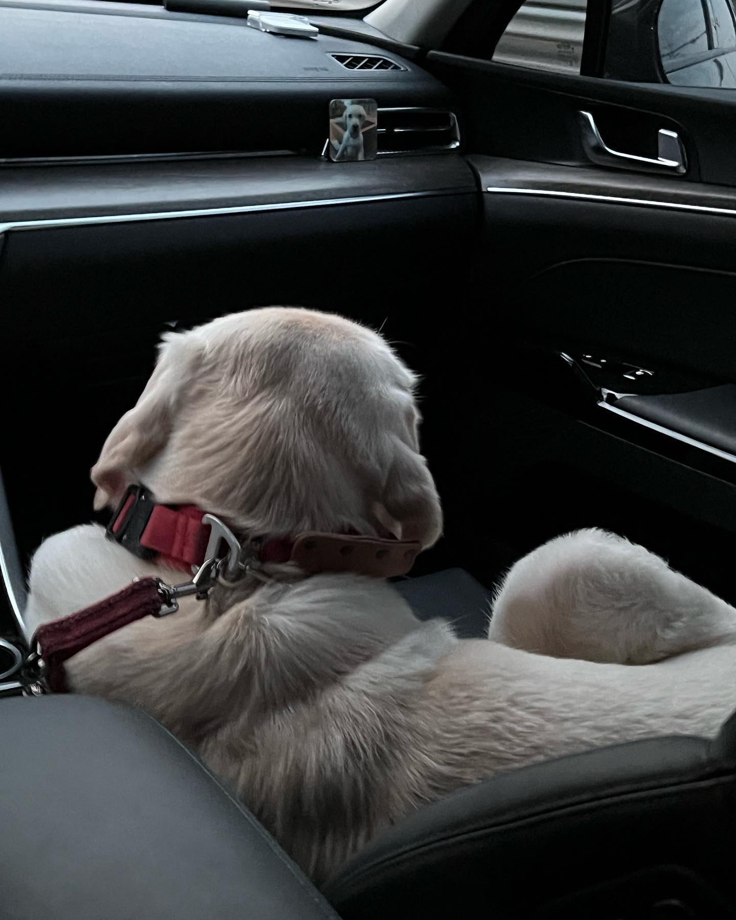 드라이브🚗

칭구덜 
드라이브하기 아쥬 좋은 날씨다멍🐾
근데 담쥬 부터 영하권인건 알고 있남 ...?

나두 뭔지 모르지만 
왠지 산책 횟수가 줄어들을 것 같은 단어다멍 😂

다들 즐산책하라개 🐾🐾

#거기_엄마자린데
#어째서_익숙하고_능숙하게_앉아있는거야