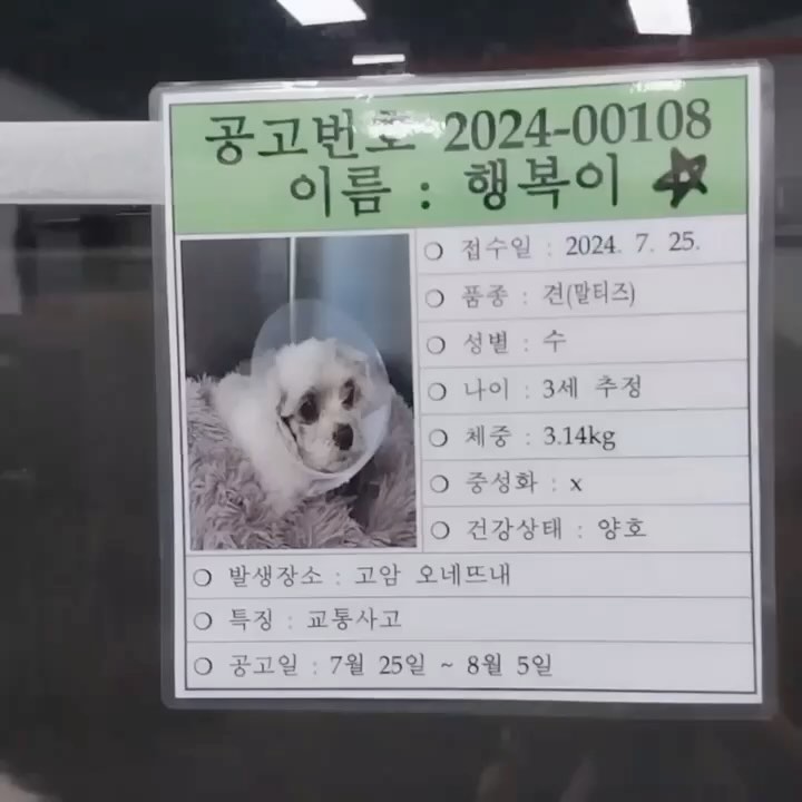 #임보처구해요 #임보처급구
제 지인분이 구조하게 된 아이들입니다.
총 9아이 구조 예정이고 이중 6아이는 현재 구조가 되었고
3아이는 아직 보호소에 지내고 있습니다
3아이는 갈곳이 없어서 데리고 나오지 못했습니다...

임보처 세곳만 구하면 모든 아이들이 구조 될수있습니다!
어떤 아이라도 좋습니다... 제발 세자리만 내어주세요...

기본검진+기본목욕,미용 해서 임보처로 이동할 예정이구요
사상충이나 크게 치료해야하는건 당연히 구조자님이 책임져주실거에요

그냥 밥 많이 주시고, 많이 예뻐해주시고 사랑주시고, 가정의 온기를 나눠주세요...

평균 5키로 내외인 아이들이에요.. 이작은아이들에게 기적이 나타나길🙏🏻

리그램, 스토리공유 너무너무 감사합니다.
임보문의는 저에게 디엠주시면 구조자님 바로 연결해드릴게요!!!!!!
부디 아이들 모두 살아 나올수있도록 임보 부탁드려요

#임보해주세요#푸들입양#푸들임시보호
#말티즈입양#말티즈임시보호#도와주세요
#리그램환영#스토리공유환영#제천보호소#사지말고입양하세요