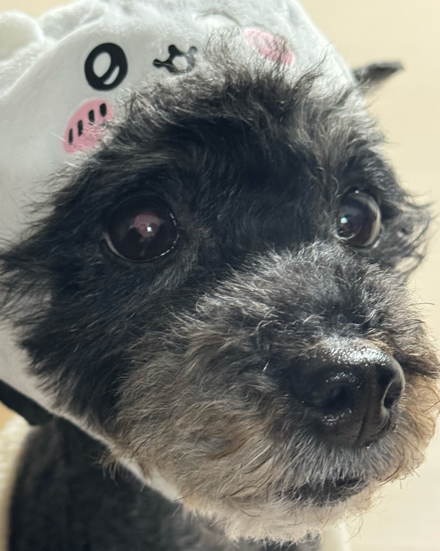 콘텐츠