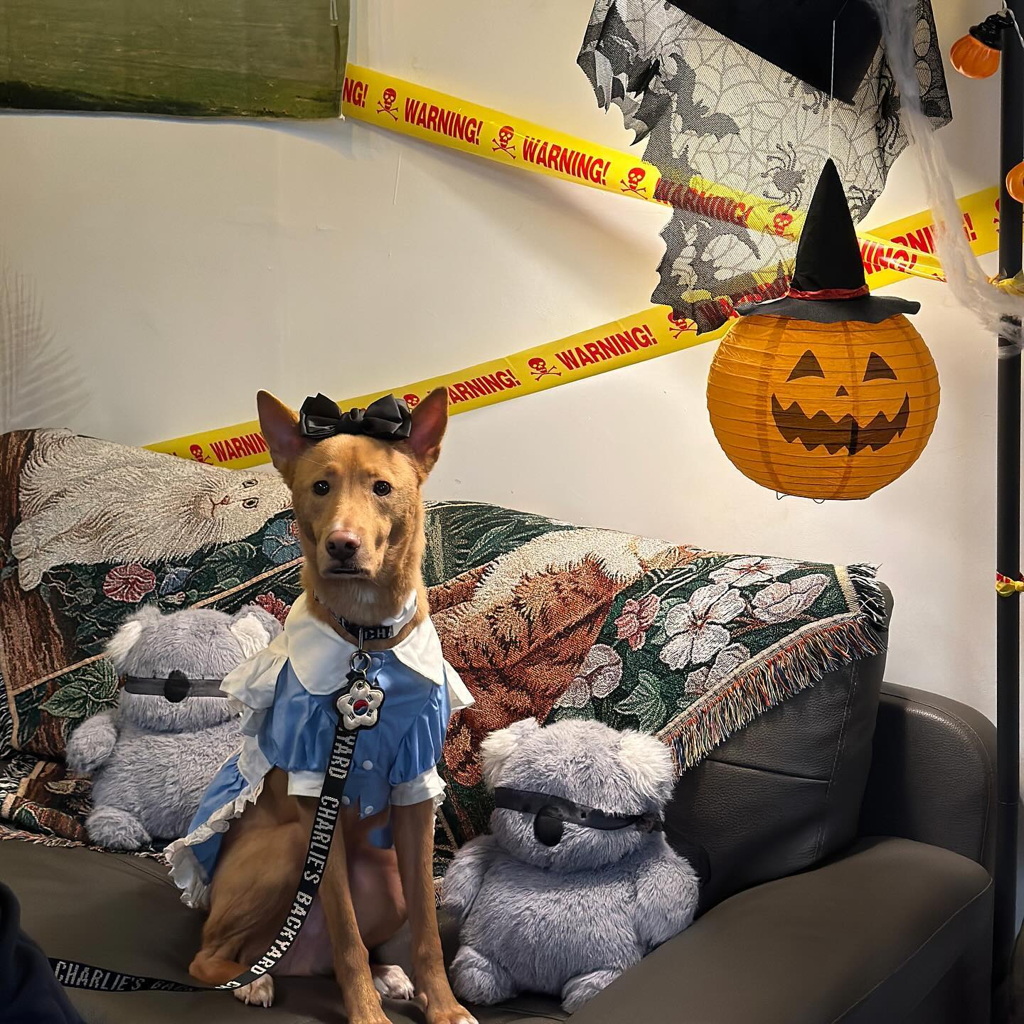 𝐇𝐚𝐩𝐩𝐲 𝐇𝐚𝐥𝐥𝐨𝐰𝐞𝐞𝐧🎃

다시 꺼내보는 앨리스온🐶
이번엔 다니가 제일 좋아하는 코아르에서🫶🏻
강아지 동반이 되는데 커피와 
디저트가 맛도리인 카페 ☕️

(남자애한테 자꾸 치마입히믄 삐치니 
따라하시기 전에 충분한 상의를 하시길 바랍니다🫡)