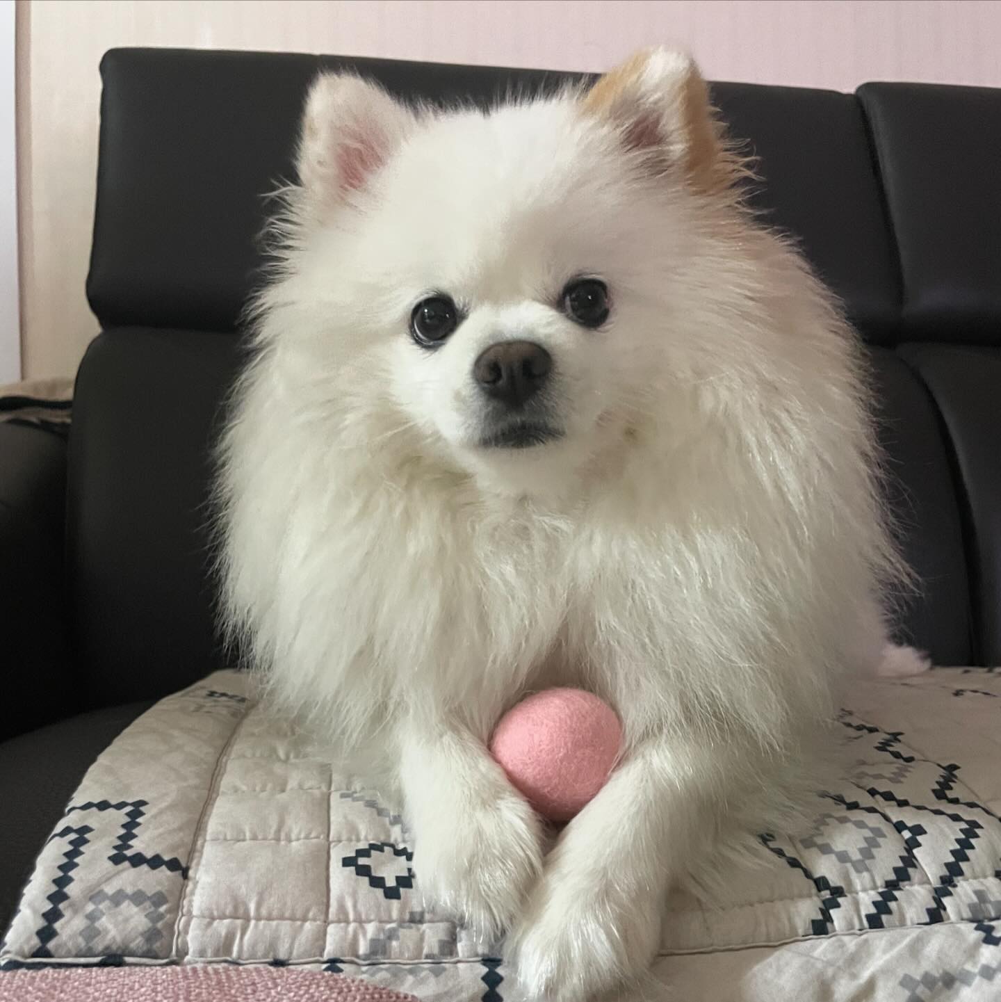 오랫만에 우리등장했쥬🩷
대구사시는 분들 혹시 넥스가드 어디서 사시는지 정보 공유 가능할까용?🙏🏻😊

#약이떨어져서 
#😭
.
.
#우리 #포메스타그램 #포메라니안 #폼피츠 #일상 #일상스타그램 #강아지일상 #멍팔 #맞팔 #선팔 #견주맞팔 #소통 #소통해요 #패셔니스타 #애견옷 #강아지옷 #강아지모델 #강아지용품 #강아지그램 #강아지스타그램 #강아지인스타그램 #견스타그램 #댕댕이스타그램 #강아지 #인싸