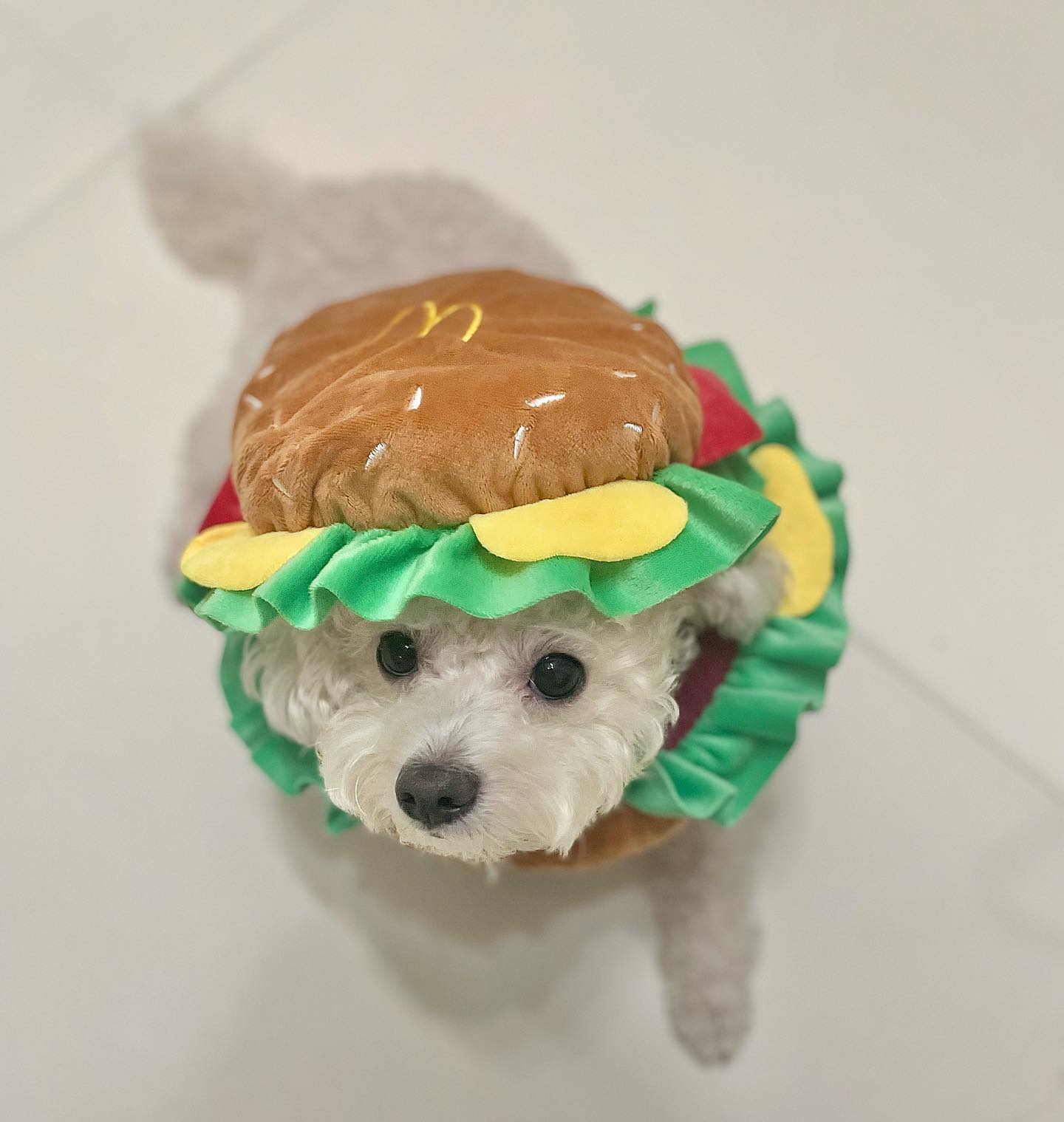 꼬질꼬질 햄버거 한 입 하실래유?🍔