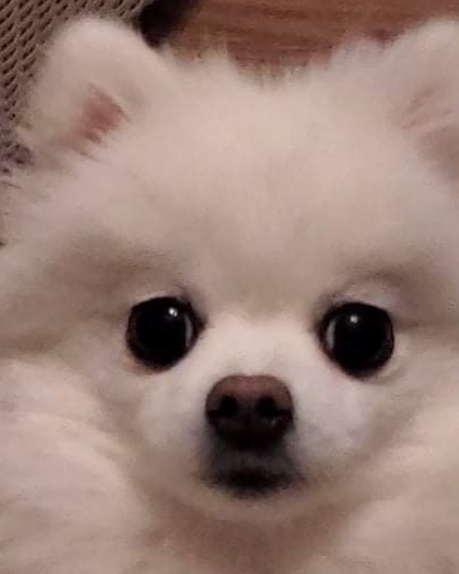 깜장콩 셋 💜💜 내 사랑 우리 조이 🐾 #whitepom #whitepomeranian #koreanpom #koreanwhitepom #pompom