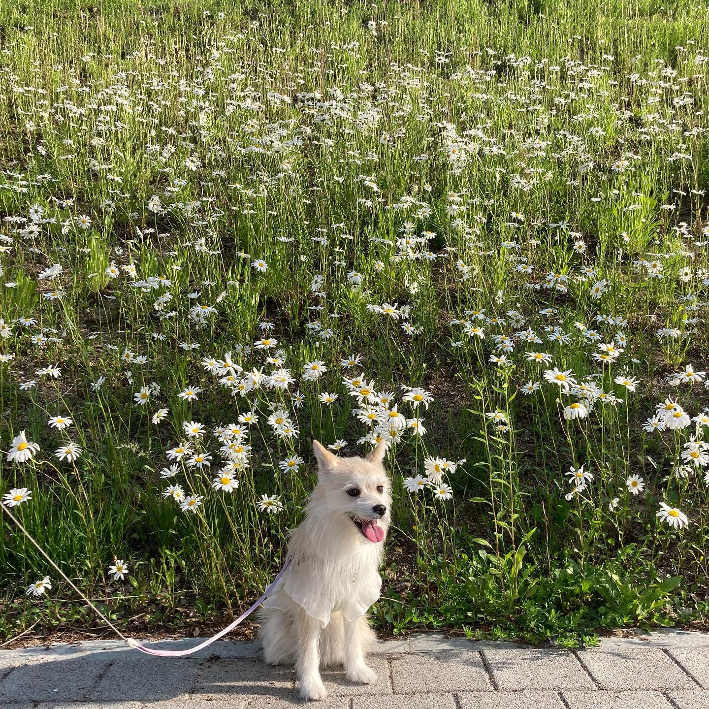 🍃🌼