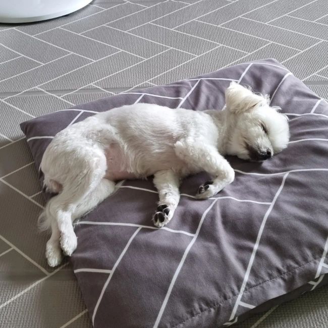 잠꾸러기

#maltese #lfl #fffb #puppy #maltesegram